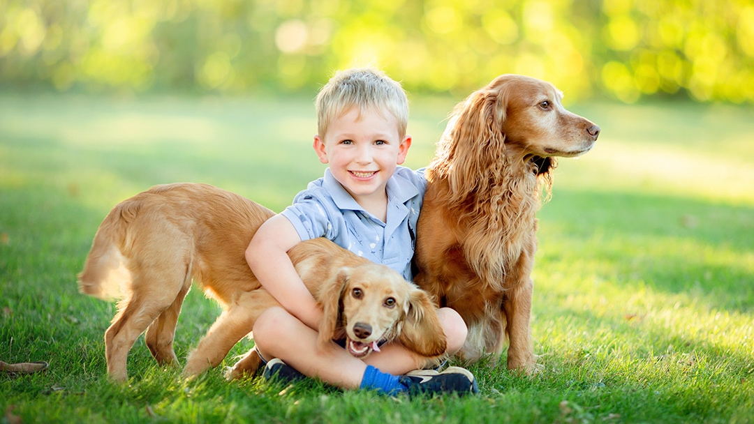 a young boy with his pet spaniels on a photoshoot in Cambridge