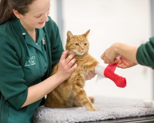 Ash Tree Vets teating an injured cat in Newmarket, Suffolk