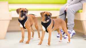 two boxer puppies photographed at AshTree vets in Newmarket, Suffolk