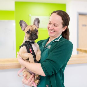 Vet with a french bulldog during a commercial phototgraphy shoot in Cambridge