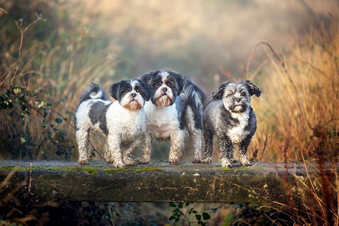 three dogs on a bridge
