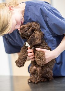 Vet with a cockerpoo puppy at Ashtree Vets surgery i Newmarket during a commercial photoshoot
