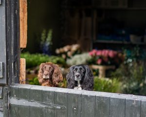 two spaniels peeking over the barn door during a personal branding photoshoot for Amelia Cornish, florist in Cambridge
